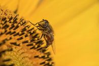 Insekt auf Sonnenblume von Moetwil en van Dijk - Fotografie Miniaturansicht