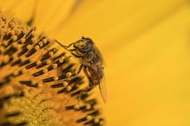 Insecte sur tournesol sur Moetwil en van Dijk - Fotografie