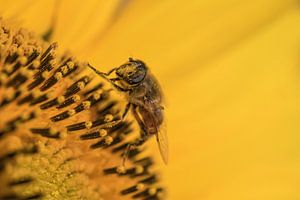 Insekt auf Sonnenblume von Moetwil en van Dijk - Fotografie