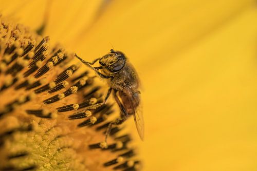 Insect op zonnebloem