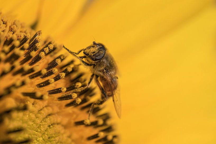 Insekt auf Sonnenblume von Moetwil en van Dijk - Fotografie