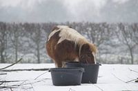 pony in de sneeuw