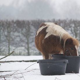 pony in de sneeuw van Rick Plijnaer