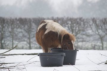 pony in de sneeuw