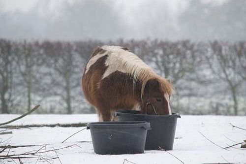 pony in de sneeuw