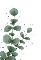 Eucalyptus groot