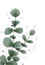 Eucalyptus groot van Anke la Faille thumbnail