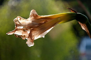 Amarilles in verval