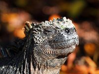 Zeeleguaan  Galapagos Eilanden