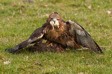 Red-tailed buzzard by Loek Lobel