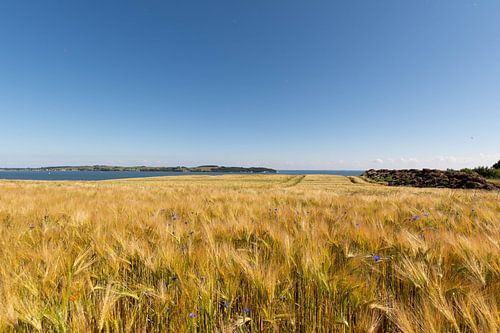 Gerstveld bij Reddevitzer Höft, uitzicht op Groß Zicker