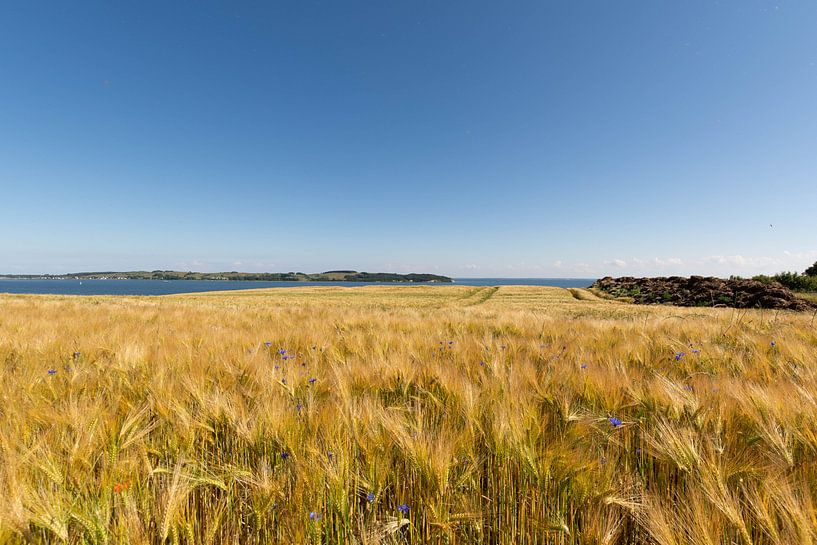 Gerstenfeld am Reddevitzer Höft, Blick zum Groß Zicker von GH Foto & Artdesign