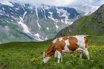 Koe in Oostenrijkse bergen van Melissa Peltenburg