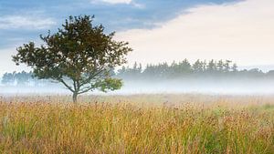 Mooi Doldersummerveld van Mark van der Walle