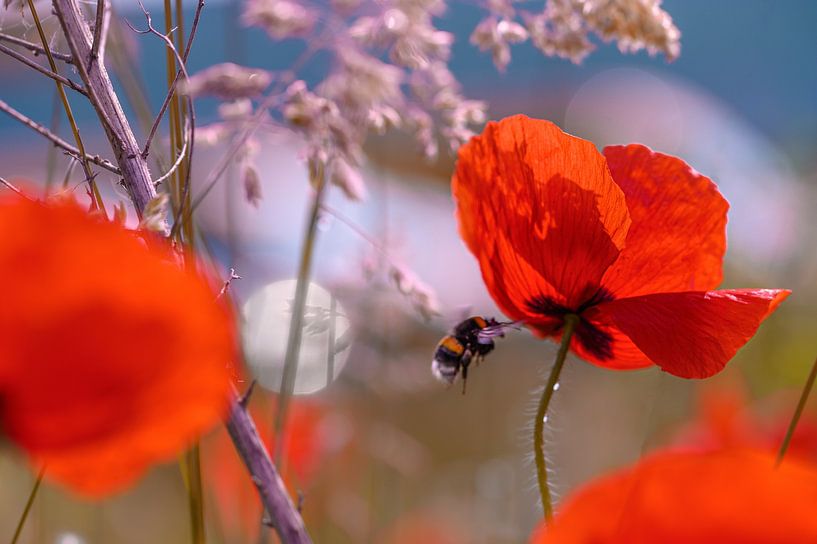 Poppies in the morning backlight by Kurt Krause