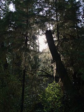 La nature sauvage et verte sur Timon Schneider