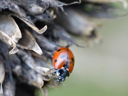 Lieveheersbeestje op uitgebloeide bloem. Collage, drieluik #1