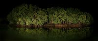 mangroves at midnight