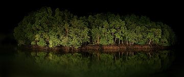 mangroves at midnight by Ruben Renaud