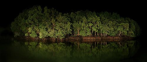 mangroves at midnight