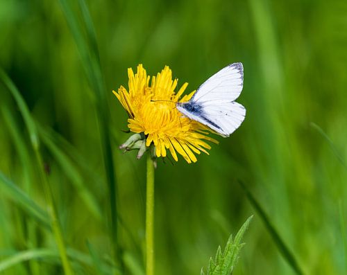 Groot koolwitje  Pieris brassicae