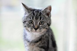 kitten cat by carla verhulst