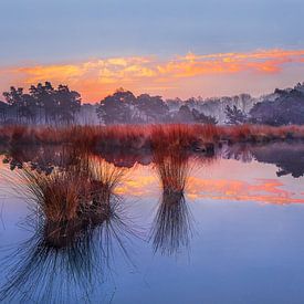 Sunrise with blue sky and dramatic clouds reflected in a lake_1 by Tony Vingerhoets