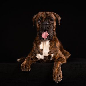 Porträt Boxer