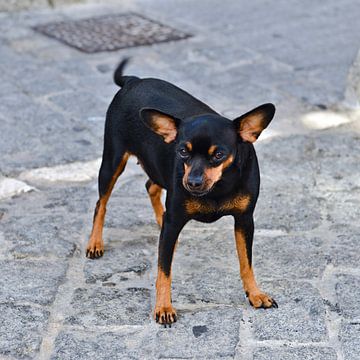 Andalusian Chihuahua in Cádiz by Silva Wischeropp