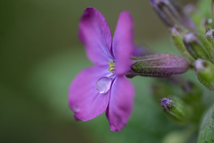 fleur qui pleure par Eveline De Brabandere