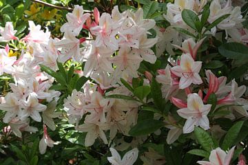 White rhododendron by Tatjana Korneeva