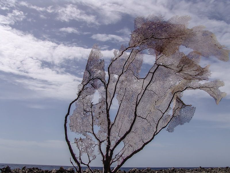Bonaire by Eric van Nieuwland