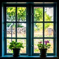 achter de geraniums in het venster, uitzicht uit het raam