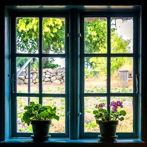 behind the geraniums by Hanneke Luit