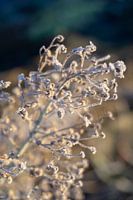 frozen mysteriuos
