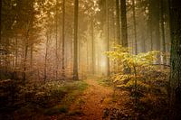 betoverde bos