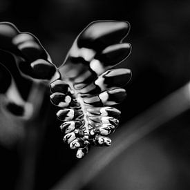 Monbretia flower buds in black and white by Nicc Koch