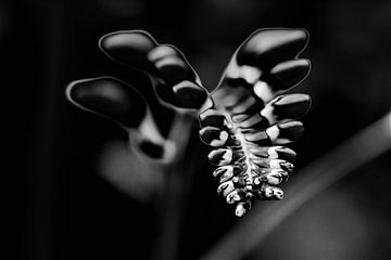 Monbretia flower buds in black and white