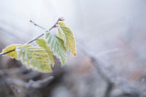 König Winter