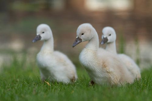 Jeunes cygnes dans l'herbe