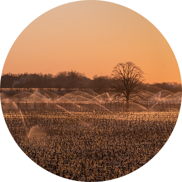 Beregenen fruitboomgaard Beesd van Moetwil en van Dijk - Fotografie