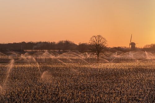 Beregenen fruitboomgaard Beesd