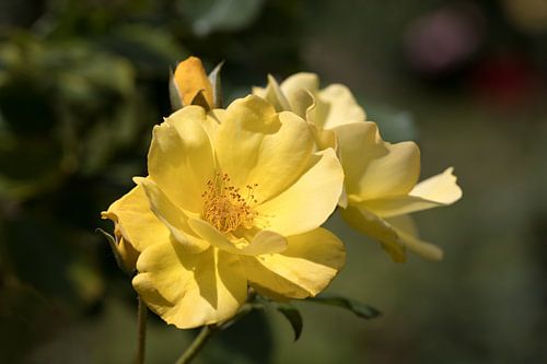 a yellow rose with a hazy green background