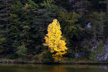 Ahorn am Oberer See im Allgäu von Walter G. Allgöwer