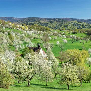 Kirschblüte im Markgräfler Land, Schwarzwald von Markus Lange