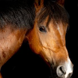 paarden en pony's van Maaike Krimpenfort