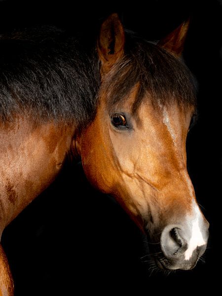 horses and ponies by Maaike Krimpenfort