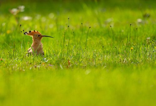 Hopp, versteckt euch!