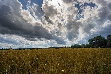 Germany - Shiny field of ripe oat in summer ahead of green trees by adventure-photos