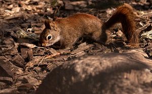 Serie Eichhörnchen